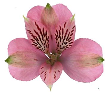 Alstromerien, rosa - 10 Stiele